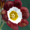 Primula Auricula Red Rum - Abriachan Nurseries